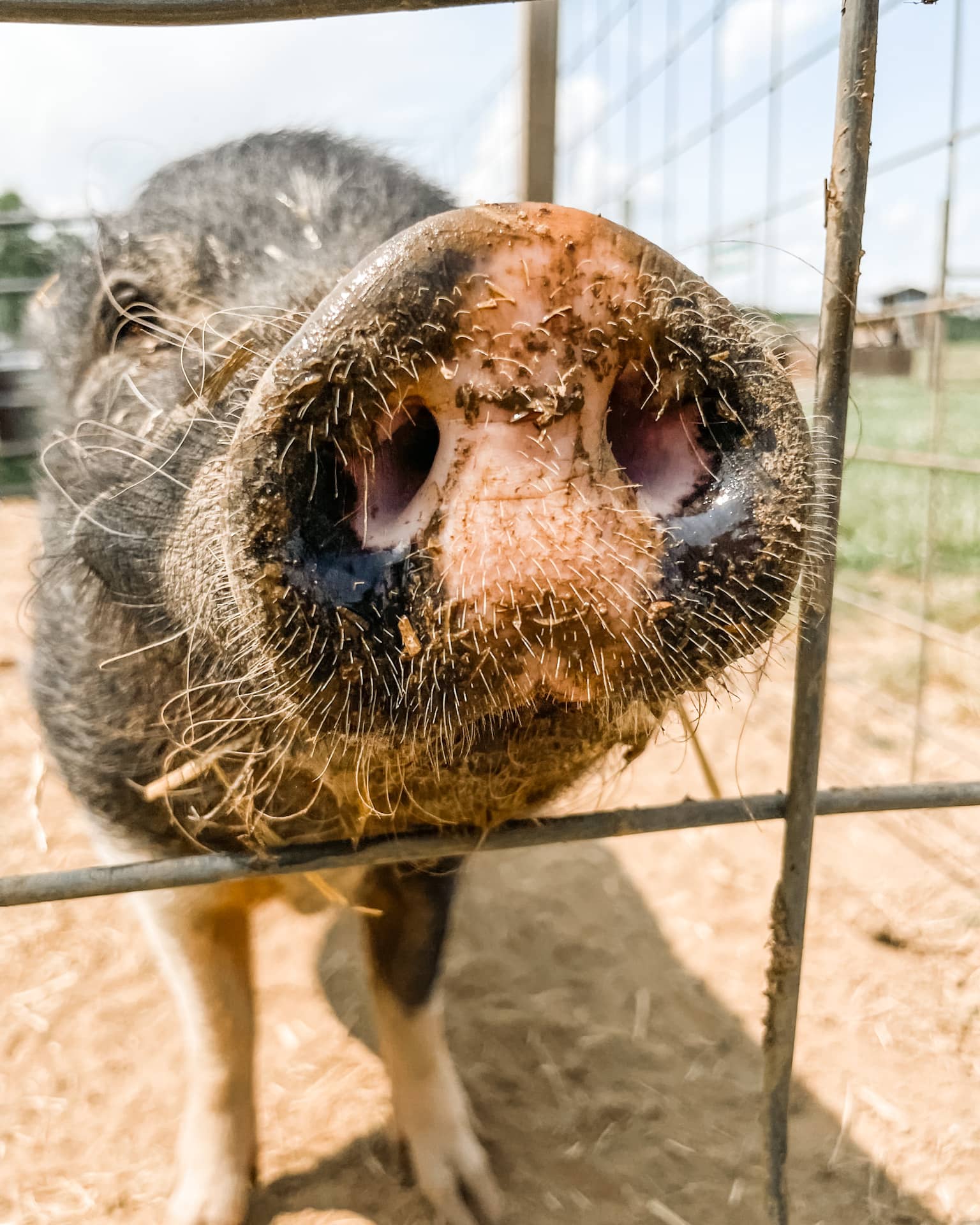 Close up of pig in a pen