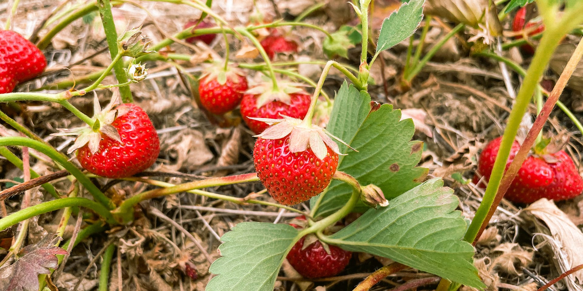 Close up of strawberry plants