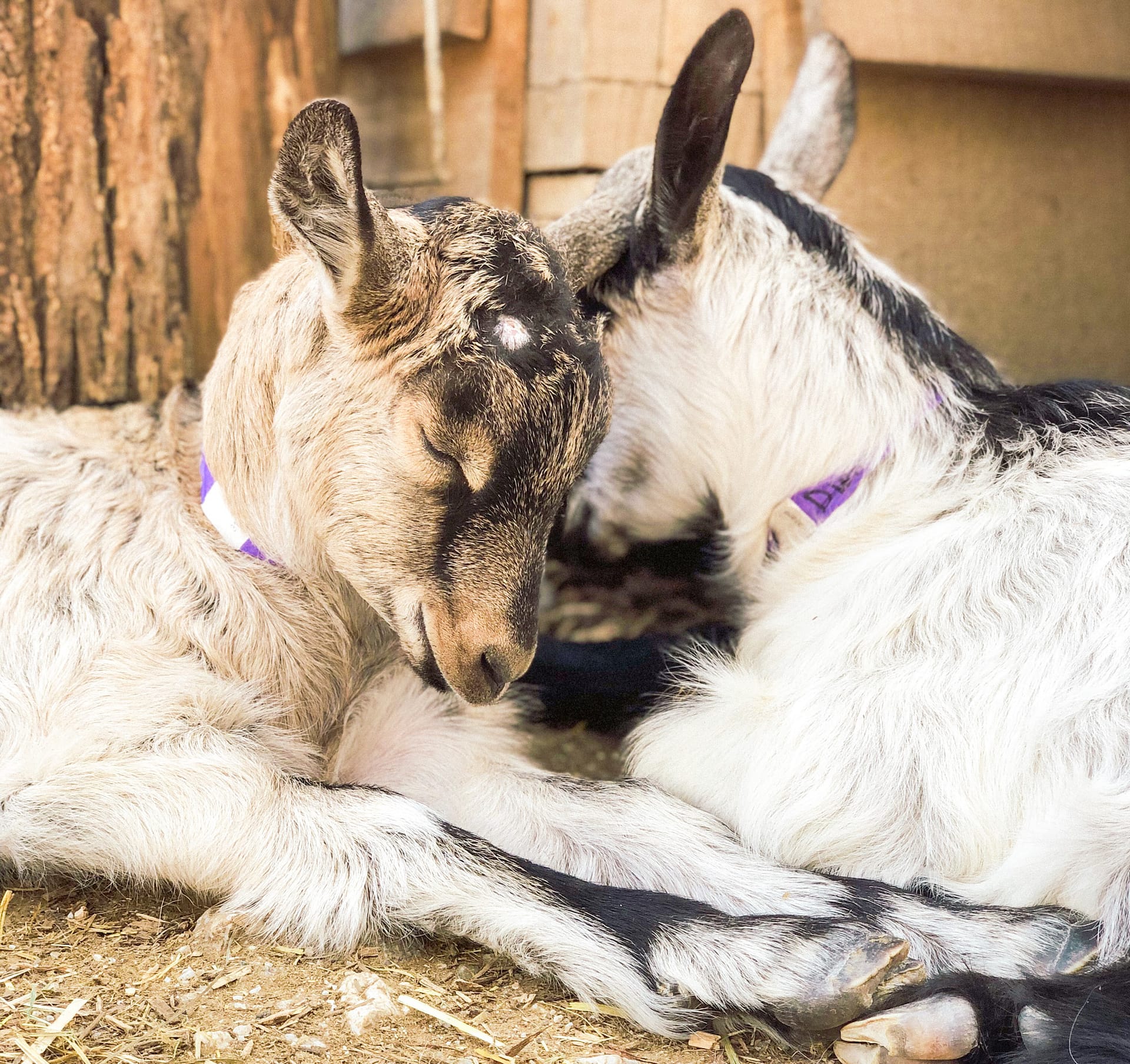 Two baby goats sleeping with heir heads touching