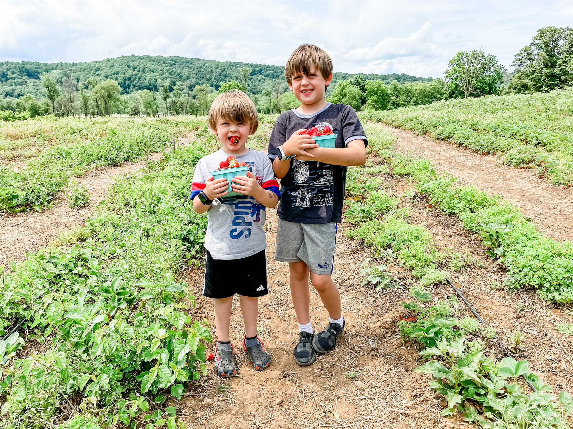 Two happy boys holding baskets of strawberries with strawberry fields in background
